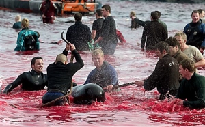 Stop Killing The Dolphins
