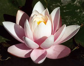 ekadasi1.jpg