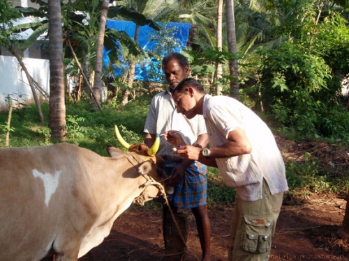 pongal.jpg