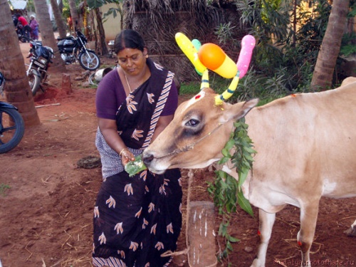 pongal3.jpg