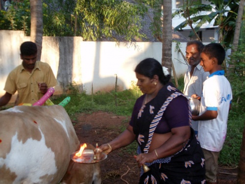 pongal4.jpg