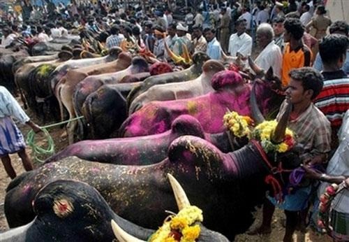 pongal5.jpg