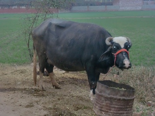 India_nov10_239.jpg