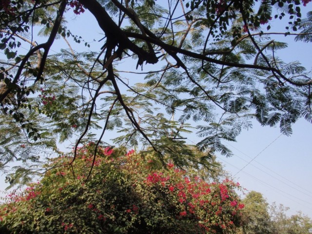 P1264058.JPG