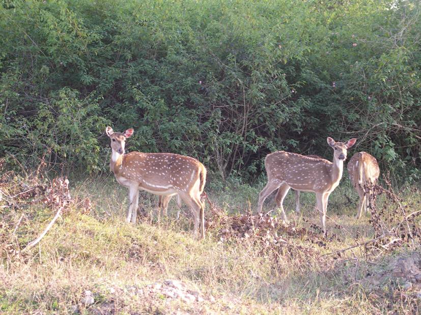 Национальные парки Индии