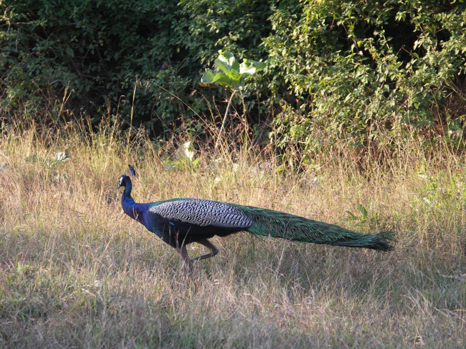 Национальные парки Индии