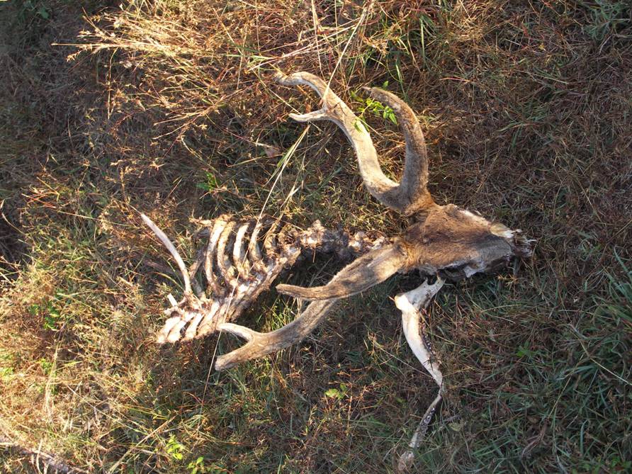 Национальные парки Индии