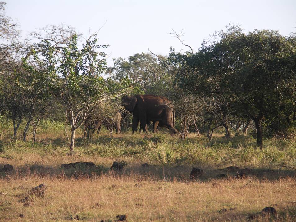 Национальные парки Индии