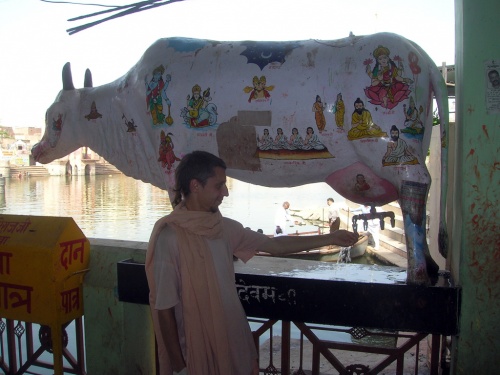 WaterCow.jpg